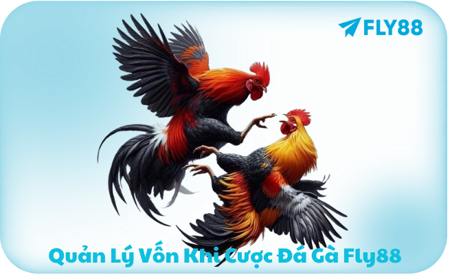 Quan ly von khi choi da ga Fly88 Quản lý vốn khi chơi đá gà Fly88