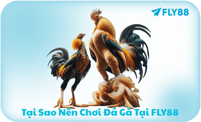 Tai sao nen choi da ga Fly88 Tại sao nên chơi đá gà Fly88